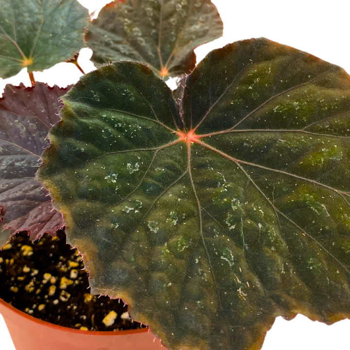 Begonia Taconite 4 inch Bright Blue Irridescent
