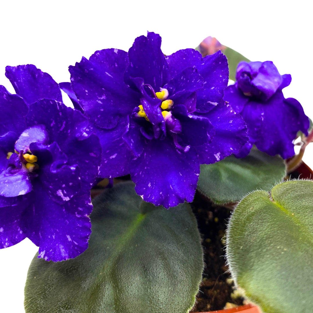 Sora Fuzzy Face African Violet Saintpaulia 4 inch