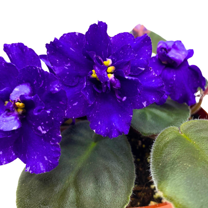 Sora Fuzzy Face African Violet Saintpaulia 4 inch