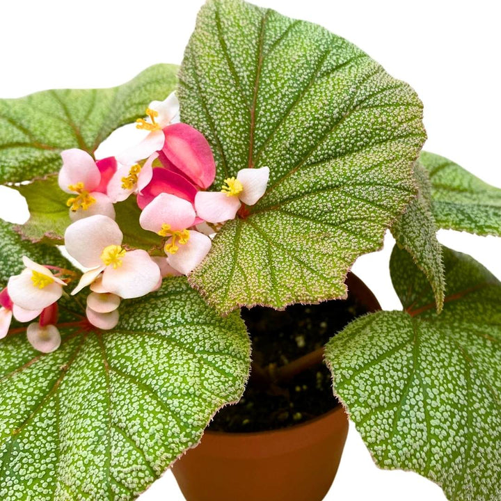 Angel Wing Cane Begonia Sinbad 4 inch