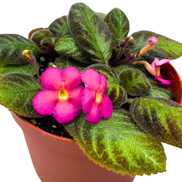 Episcia Pink Panther Flame Violet 4 inch