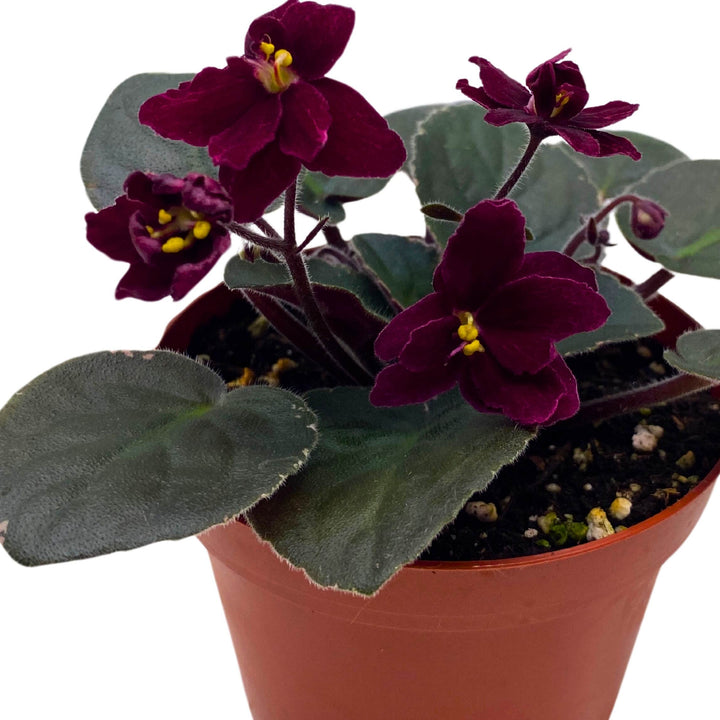 Ma's Steward Tomato African Violet Saintpaulia 4 inch