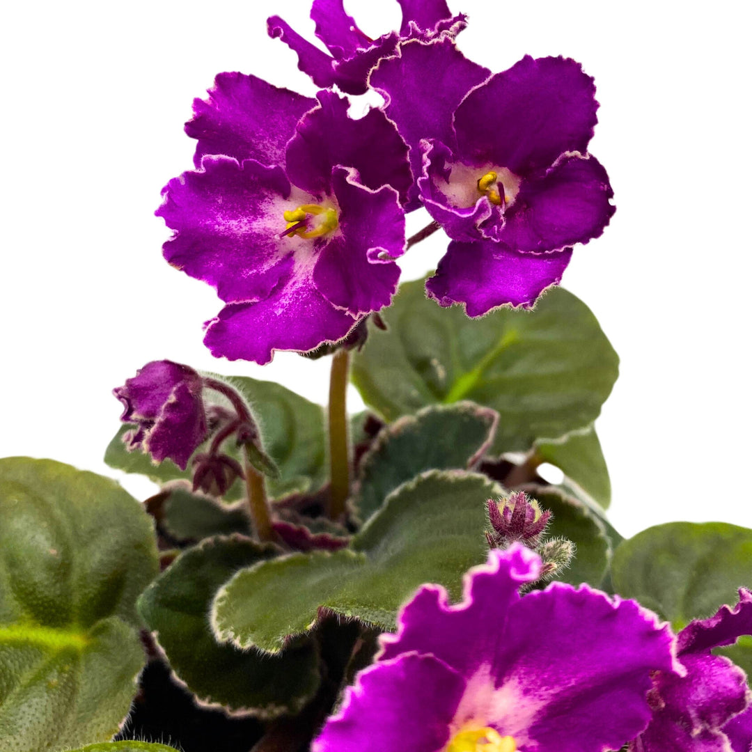 Buckeye Let's Roll African Violet Saintpaulia 4 inch