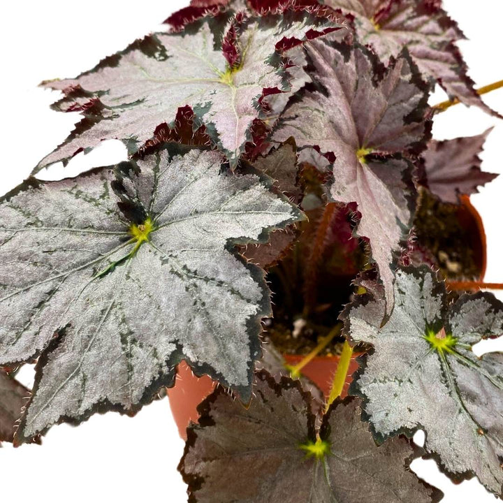 Begonia Sierra Silver Mist 4 inch Rhizomatous