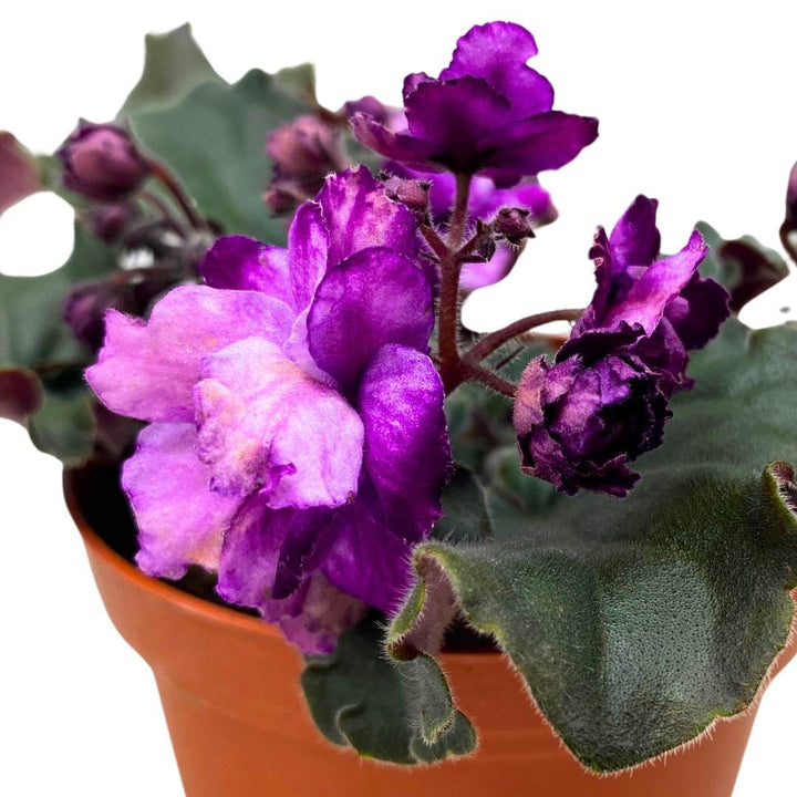 African Violet Apache Bow 4 inch Gesneriad