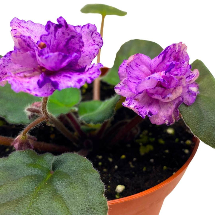 African Violet Buckeye Kindred Spirit in a 4 inch Pot Pink with Purple Flecks