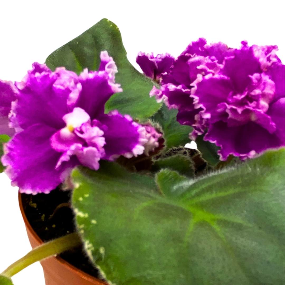 African Violet Wrangler's Boot Stompin' 4 inch