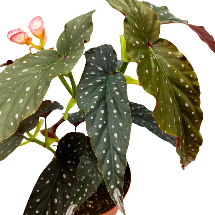 Black Magic Angel Wing Cane Begonia 4 inch