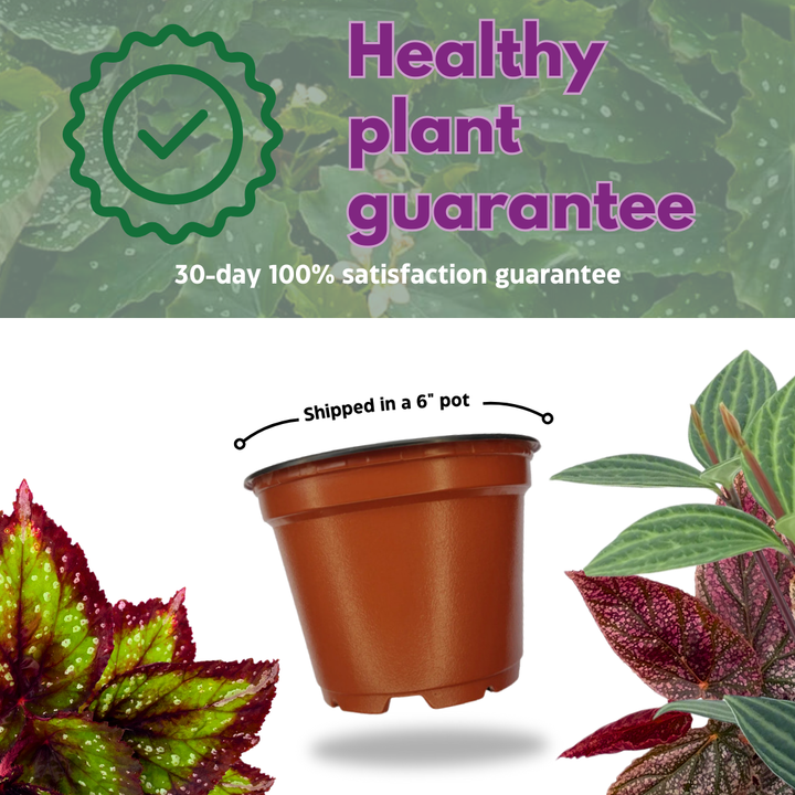 Begonia Taconite 4 inch Bright Blue Irridescent