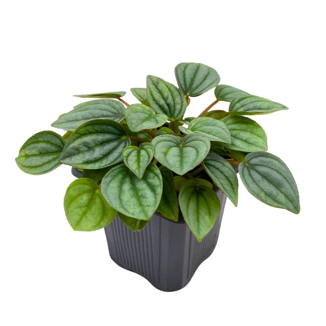 Peperomia Frost in a 3 inch Pot