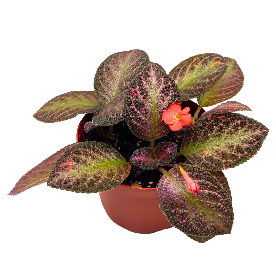 Episcia Temptation Purple Flame Violet 6 inch