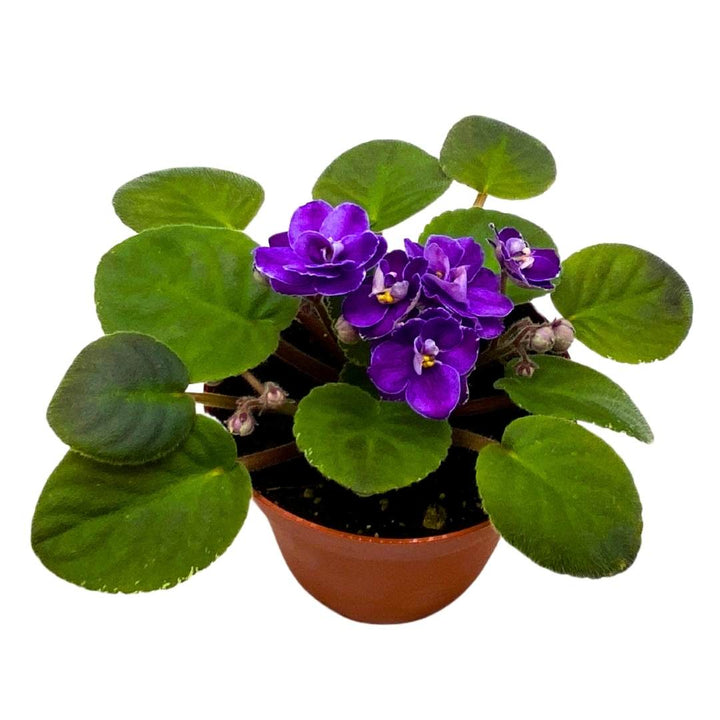 African Violet Buckeye Easy Lovin' 4 inch