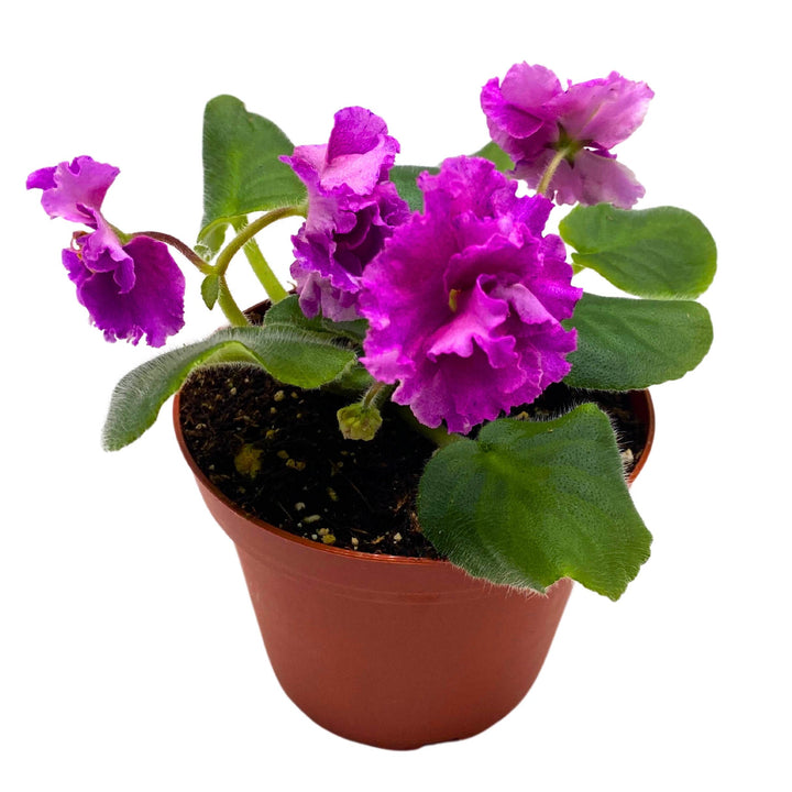 VaT Shura Mura African Violet Saintpaulia 4 inch