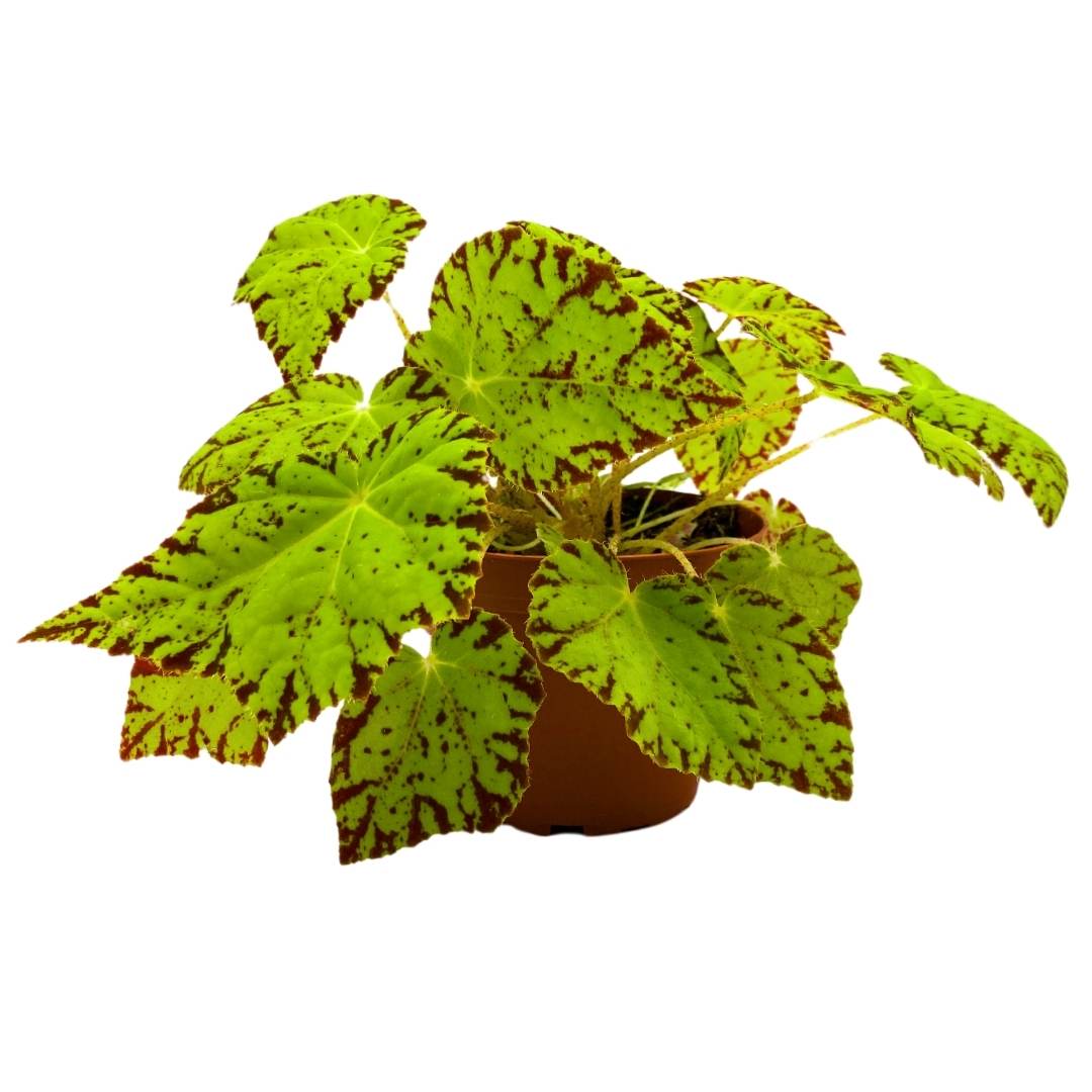 Begonia Golden Swallowtail 4 inch Rhizomatous