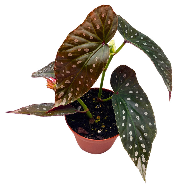 Harmony's Titan Angel Wing Begonia 4 inch