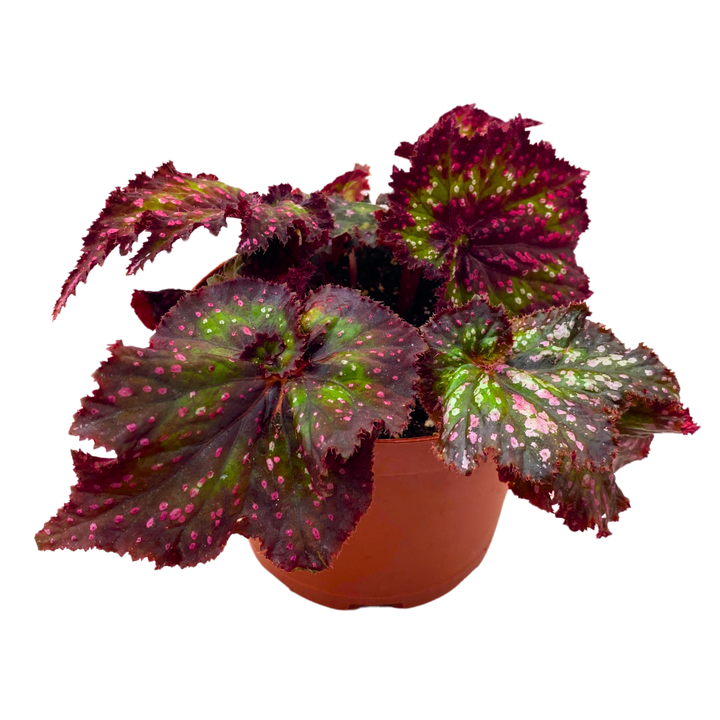 Harmony's Voodoo Queen 6 inch Purple Green Spiral Pink Spots