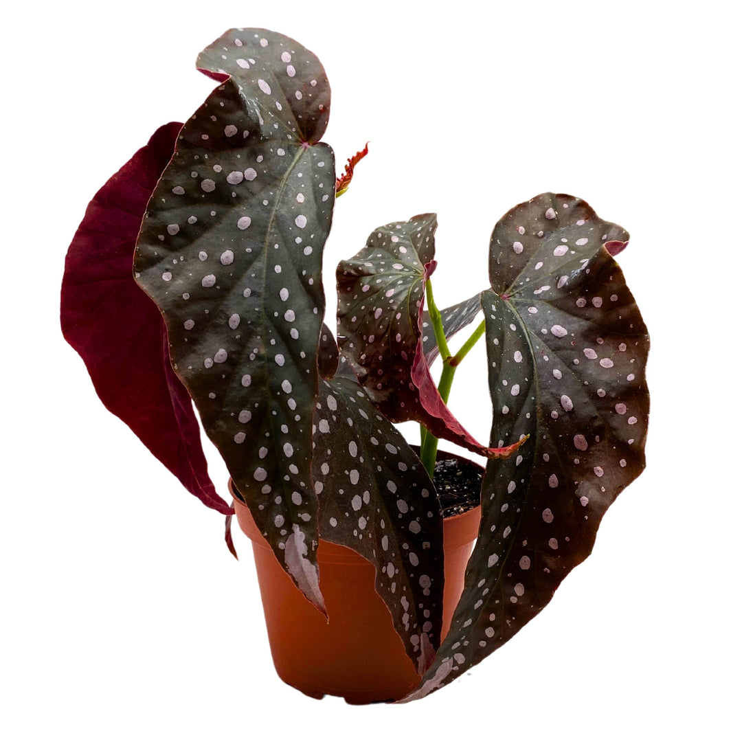 Harmony's Fantasy Girl Angel Wing Cane Begonia 4 inch