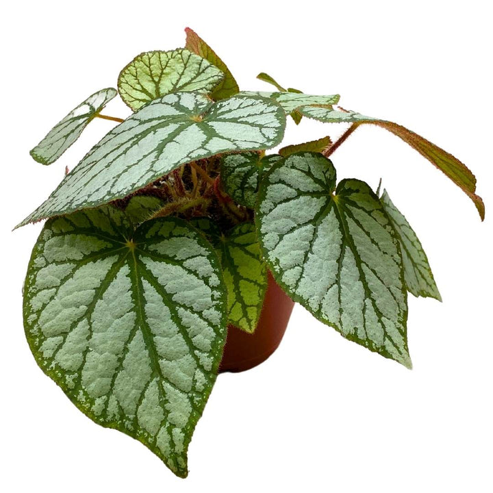 Begonia U400 4 inch Rhizomatous