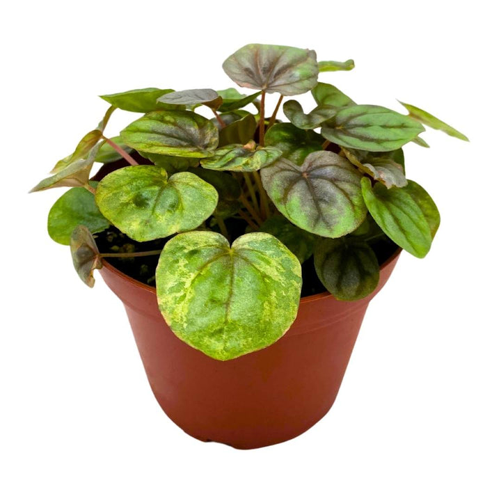 Peperomia Pink Lady 4 inch