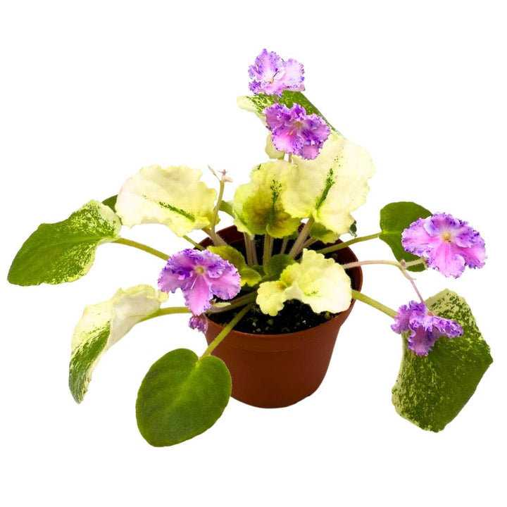 African Violet Harmony's Love Bug 4 inch Gesneriad