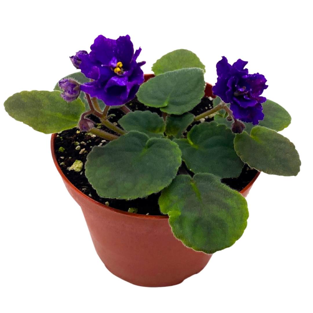 African Violet Cajun's Beautiful Oblivion in a 4 inch Pot Blue Flower