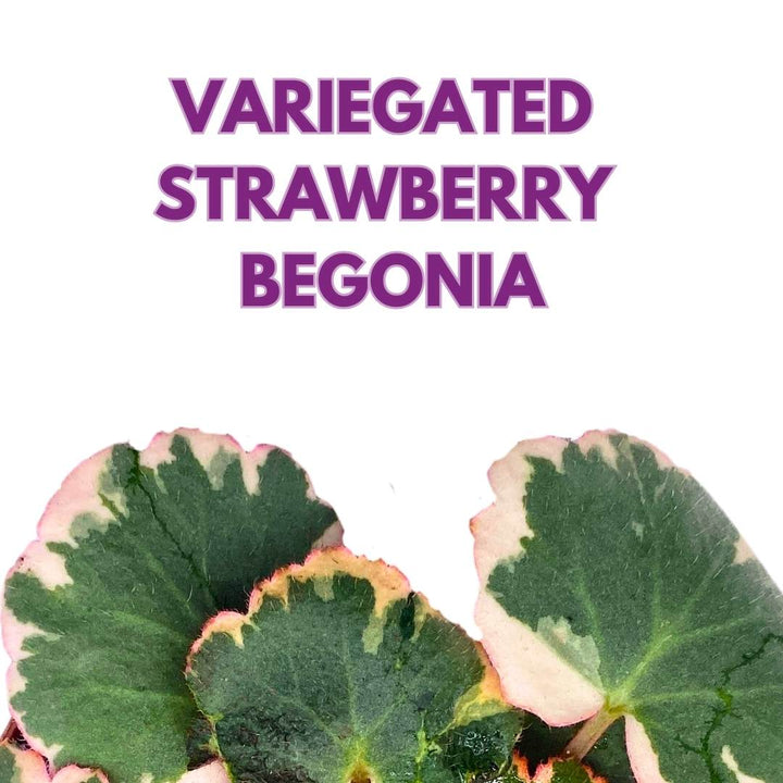 Variegated Strawberry Begonia in a 6 inch pot Saxifraga stolonifera