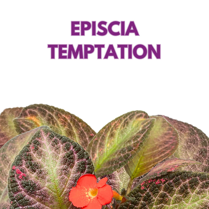 Episcia Temptation Purple Flame Violet 6 inch