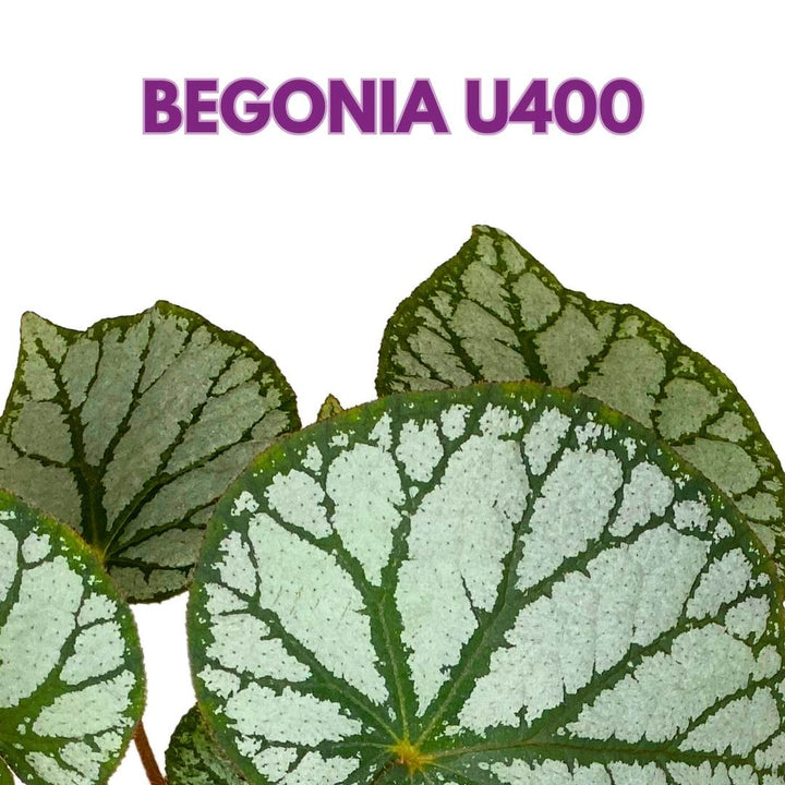 Begonia U400 4 inch Rhizomatous