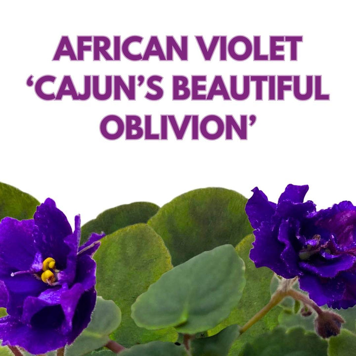 African Violet Cajun's Beautiful Oblivion in a 4 inch Pot Blue Flower