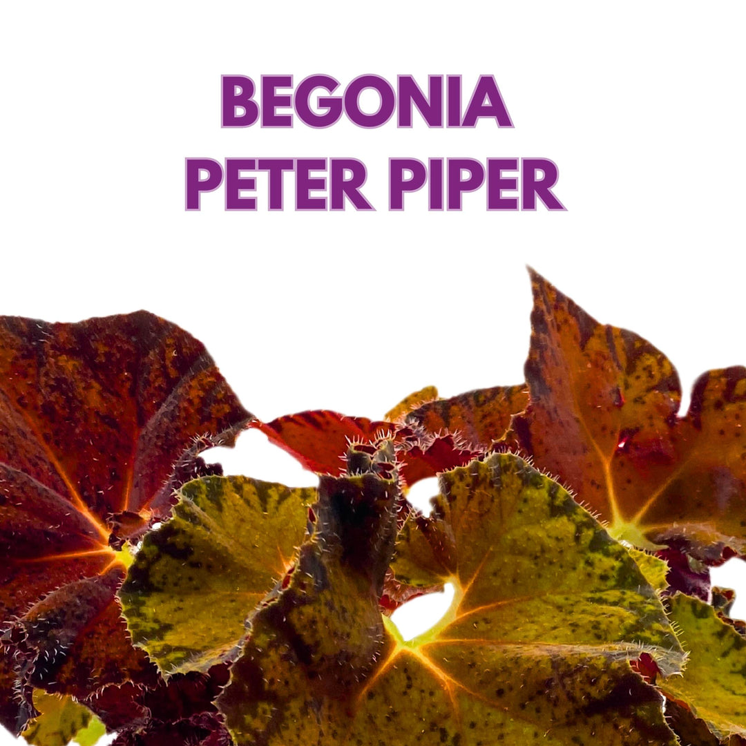 Begonia Peter Piper 6 inch Rhizomatous