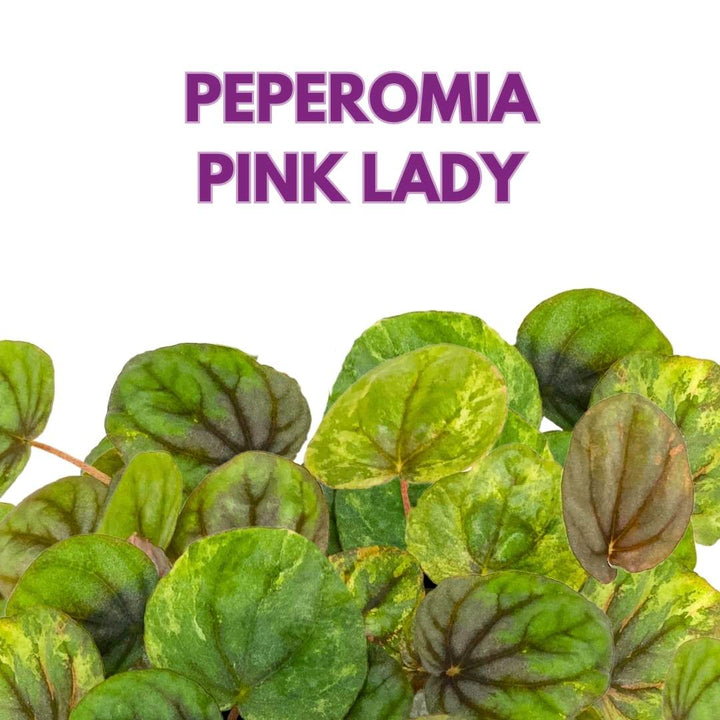 Peperomia Pink Lady 4 inch