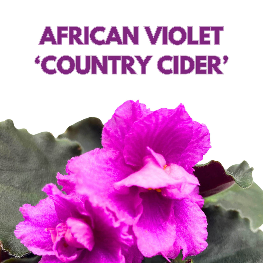 Country Cider African Violet Saintpaulia 4 inch