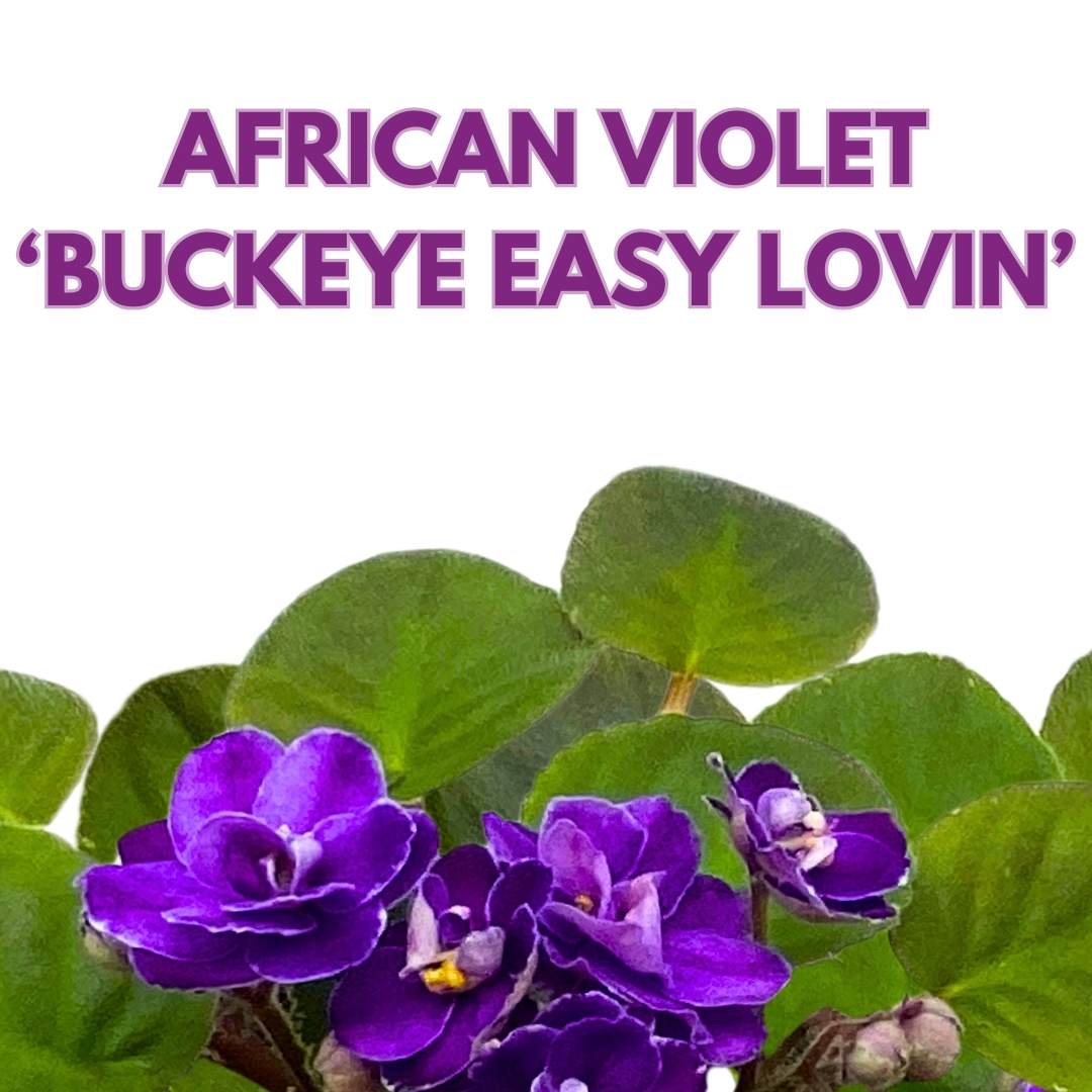 African Violet Buckeye Easy Lovin' 4 inch