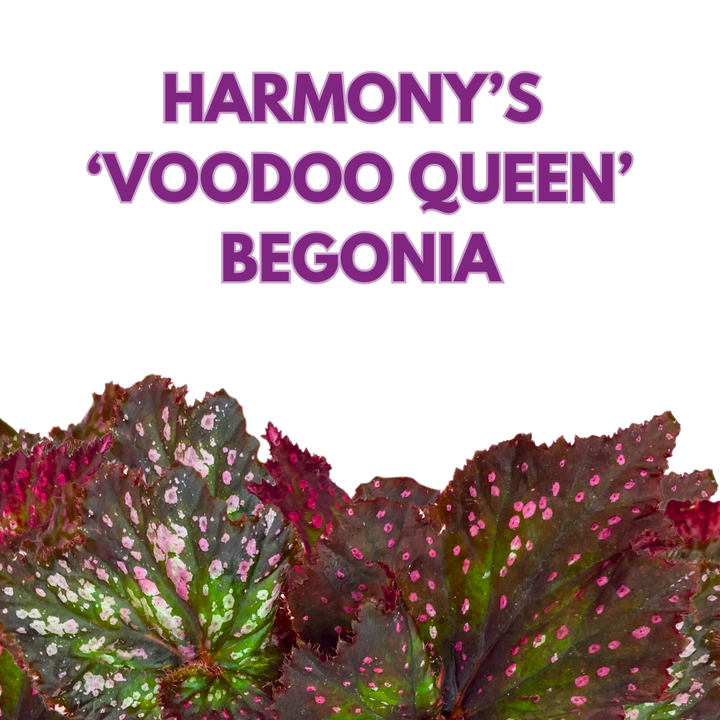 Harmony's Voodoo Queen 6 inch Purple Green Spiral Pink Spots