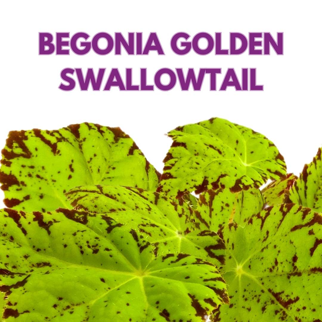 Begonia Golden Swallowtail 4 inch Rhizomatous