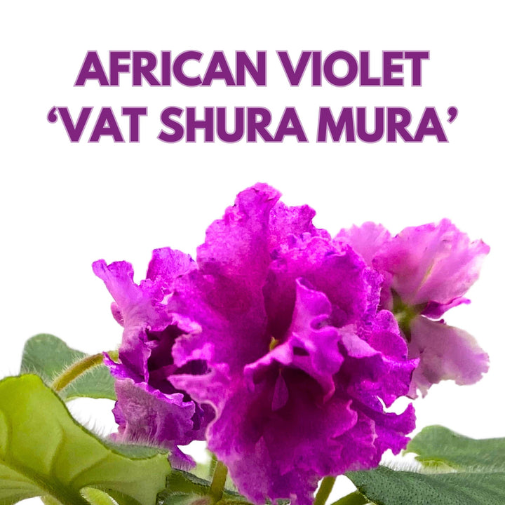 VaT Shura Mura African Violet Saintpaulia 4 inch