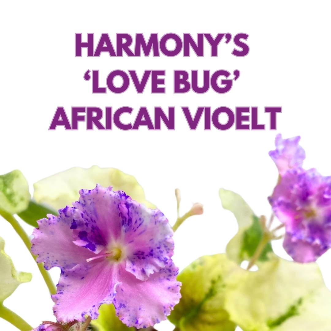 African Violet Harmony's Love Bug 4 inch Gesneriad