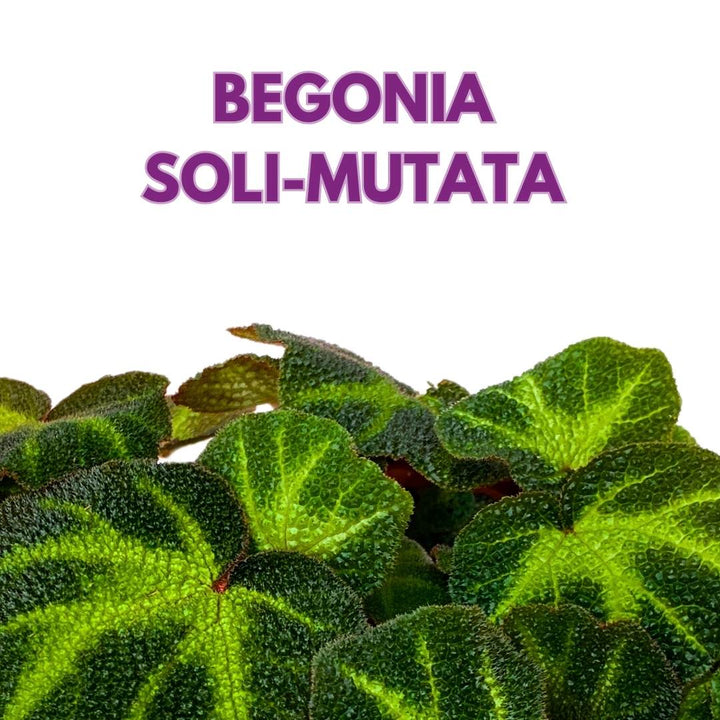 Begonia Soli Mutata Rhizomatous Rhizo in a 6 inch Green Fuzzy Leaves