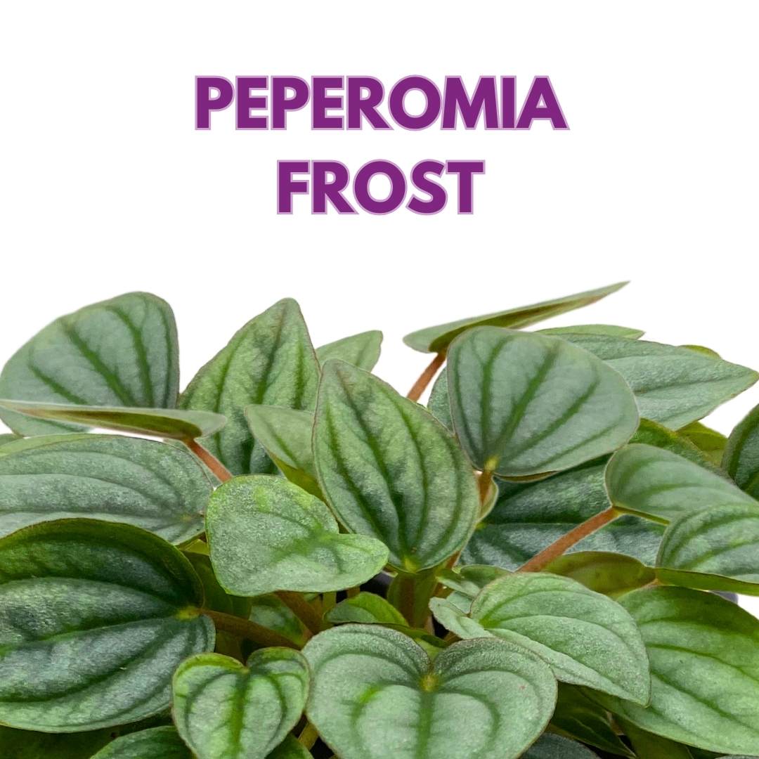 Peperomia Frost in a 3 inch Pot