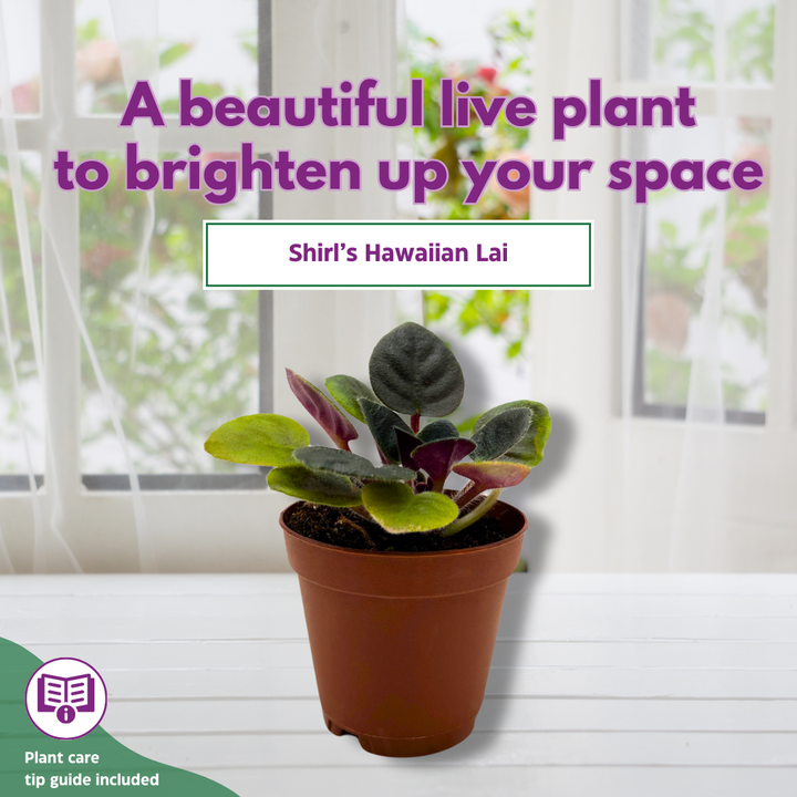 Mini African Violet Shirl's Hawaiian Lai, 2 inch Purple Flower