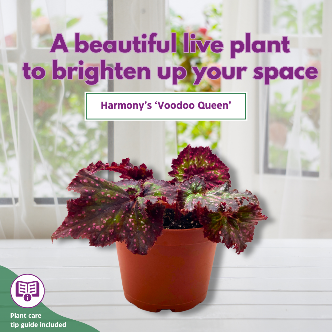Harmony's Voodoo Queen 6 inch Purple Green Spiral Pink Spots