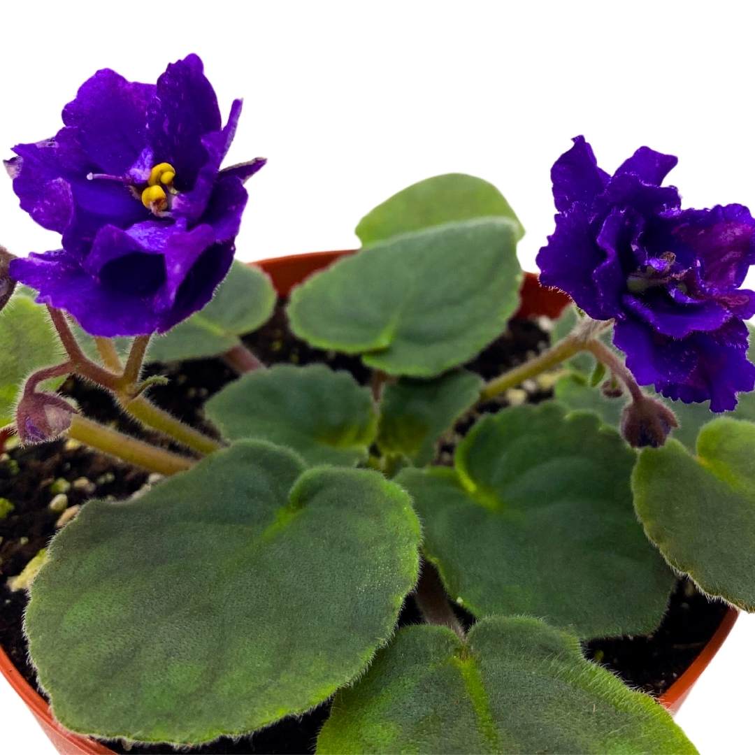 African Violet Cajun's Beautiful Oblivion in a 4 inch Pot Blue Flower