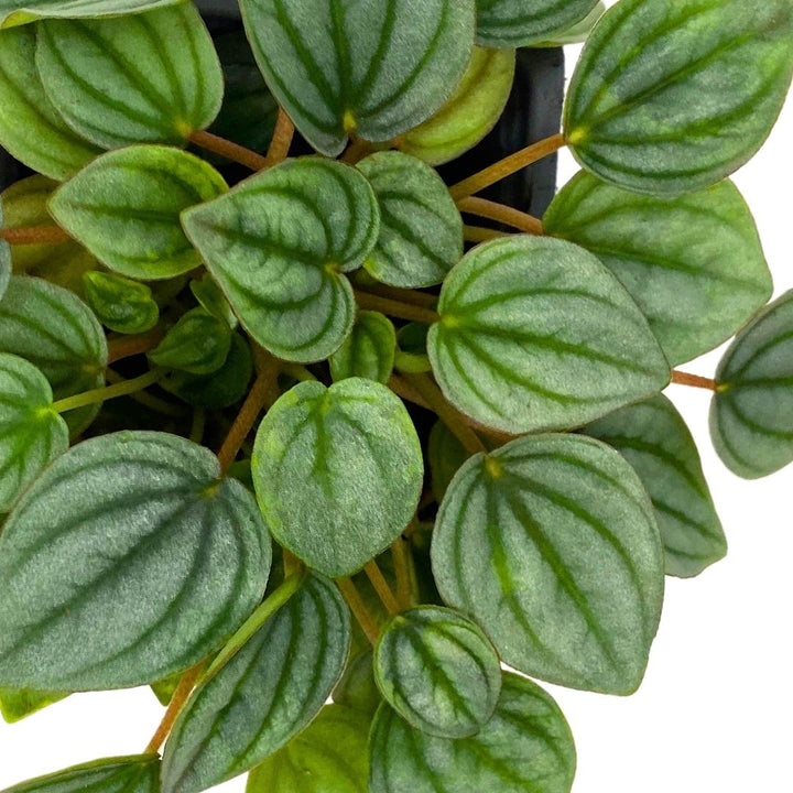 Peperomia Frost in a 3 inch Pot