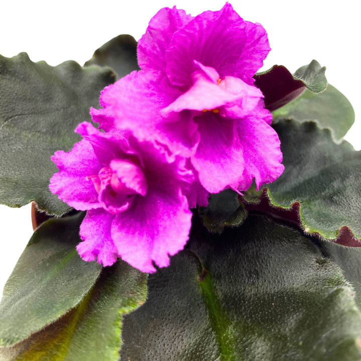 Country Cider African Violet Saintpaulia 4 inch