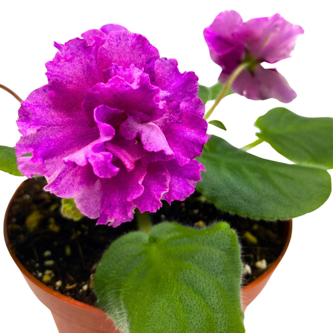 VaT Shura Mura African Violet Saintpaulia 4 inch