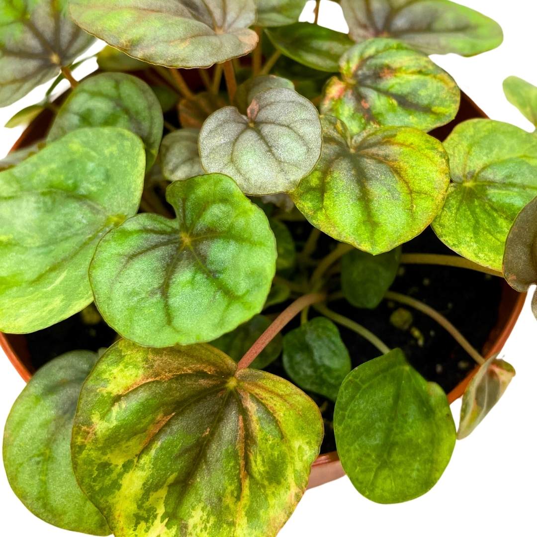 Peperomia Pink Lady 4 inch