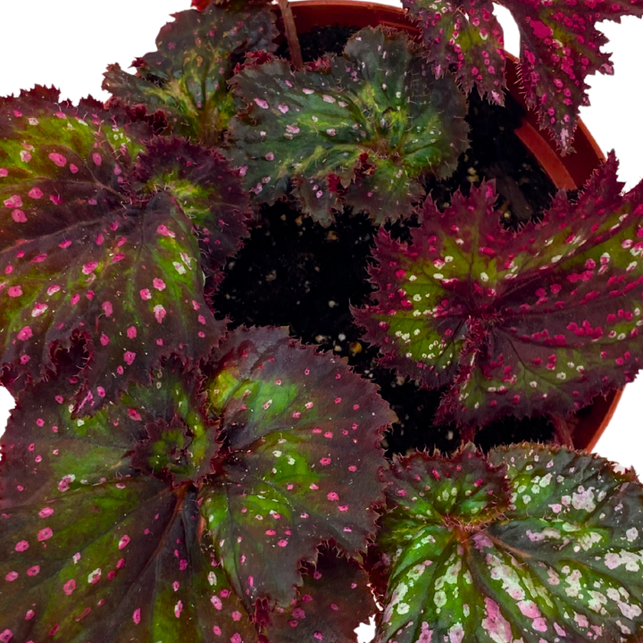 Harmony's Voodoo Queen 6 inch Purple Green Spiral Pink Spots