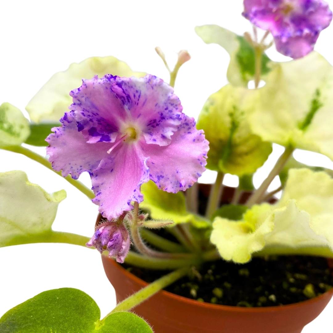 African Violet Harmony's Love Bug 4 inch Gesneriad