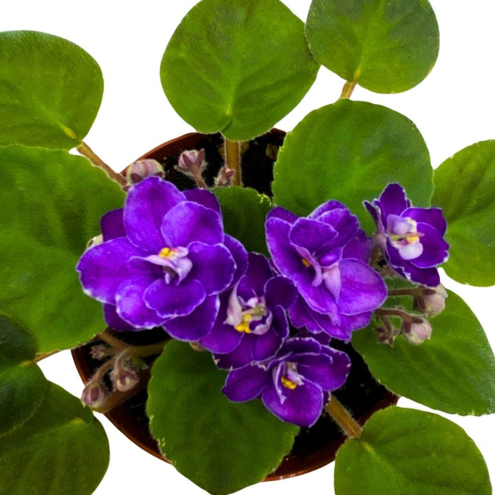 African Violet Buckeye Easy Lovin' 4 inch