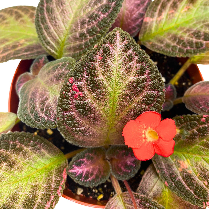 Episcia Temptation Purple Flame Violet 6 inch